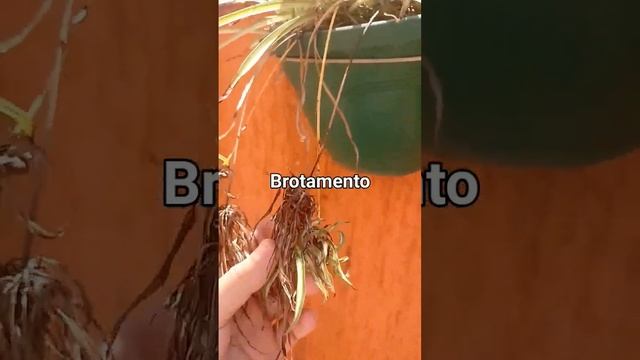 Reprodução Assexuada Em Plantas. Exemplo
