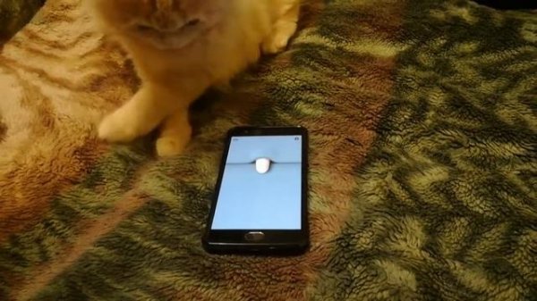 Игры для котенка на телефоне😸