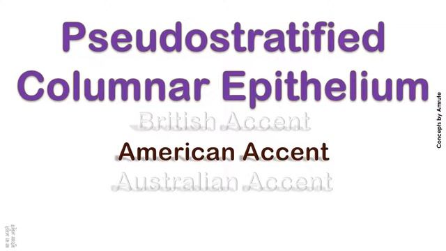 Pseudostratified Columnar Epithelium   How To Pronounce Pseudostratified Columnar Epithelium ?