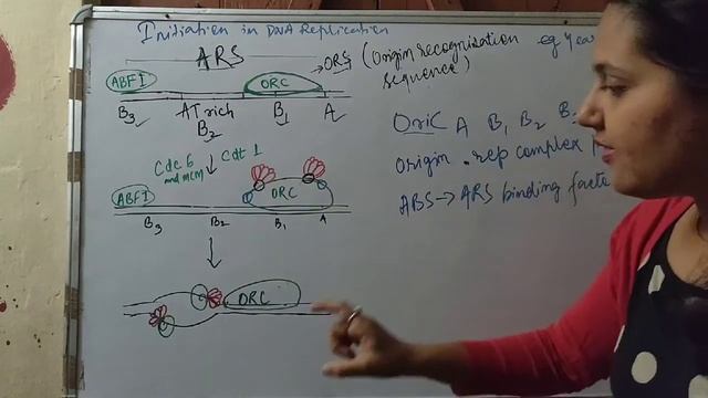 DNA Replication in yeast смотреть онлайн