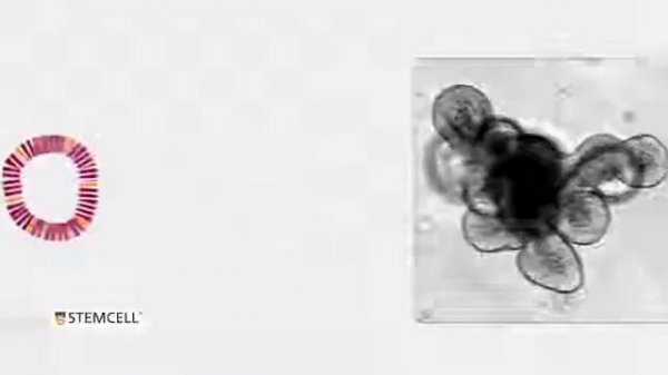 Intestinal Organoid Culture