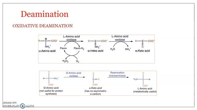 Amino acid metabolism - 2 смотреть онлайн