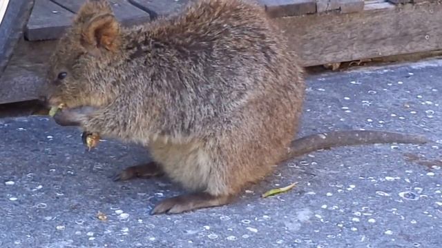 Rottnest - Quokka mange смотреть онлайн