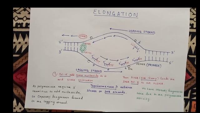 DNA Replication In Eukaryotes (Part - 4) Elongation