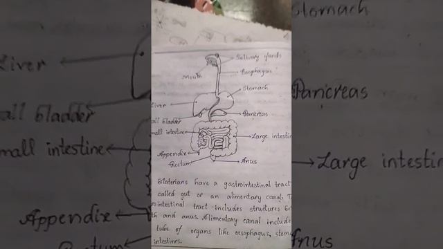 Diagram of Human Digestive System смотреть онлайн