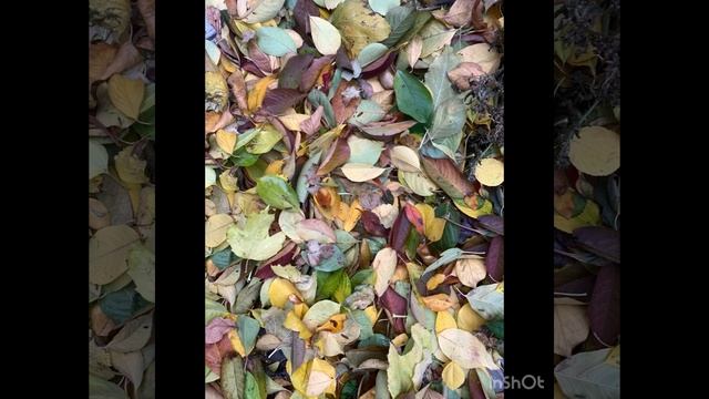 Осень…. Уныло, но прекрасно!!!