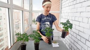 Обзор Томата КАМЕННЫЙ ЦВЕТОК от Агрофирмы Семены партнер