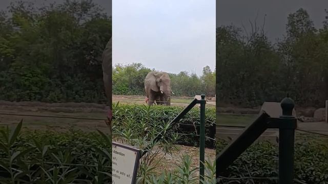 #ekmotahathi #hathiraja #rhymes #children #fun #viral #viralvideo #shortvideos #zoo смотреть онлайн
