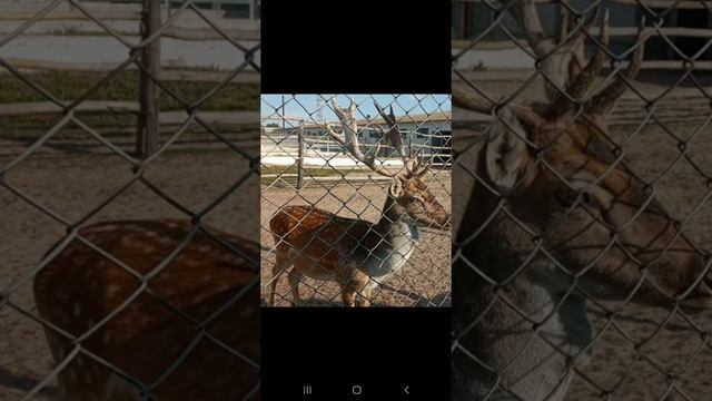 Ямполь Благородный олень это парнокопытное млекопитающее из семейства оленевых вес 200 кг длина 2,1