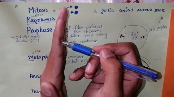 Mitosis In Urdu | Mitosis Cell Division | Mitosis In Hindi | Mitosis explained Step by Step