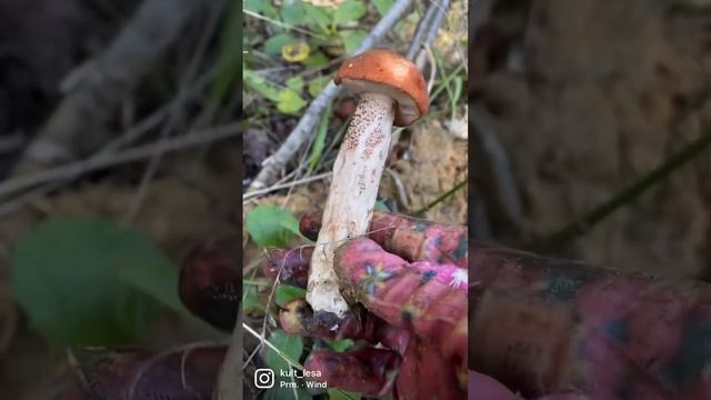 Октябрь 22. #культлеса #тихаяохота #грибы смотреть онлайн