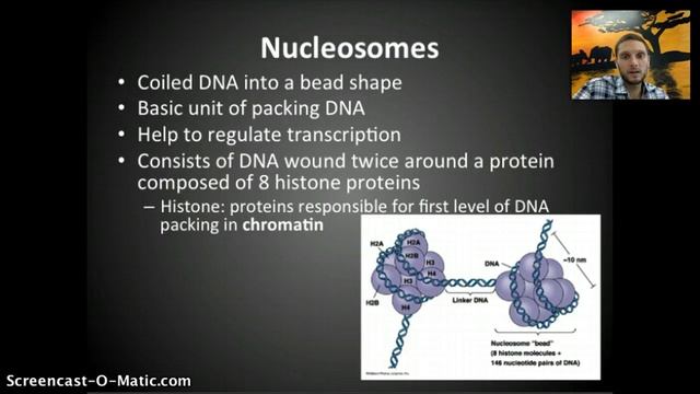 IB 2.7 & 7.1 - DNA Replication смотреть онлайн