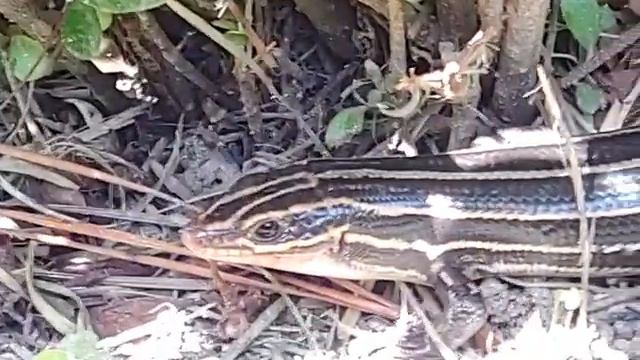 BLUE-TAILED SKINK/A BLUE-TAILED LIZARD/HELP BALANCING OUR ECOSYSTEM THROUGH FOOD CHAIN/#TOMSHE смотреть онлайн