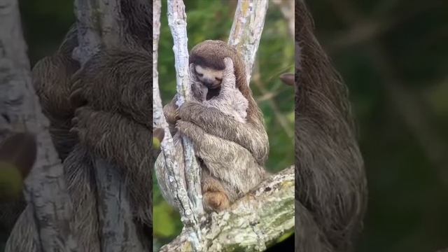 Мама ленивица с её детенышем 🥰 смотреть онлайн
