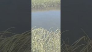 ПРАВИЛА РЫБОЛОВСТВА. Экраны-телевизоры