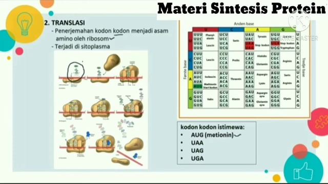 Sintesis Protein00