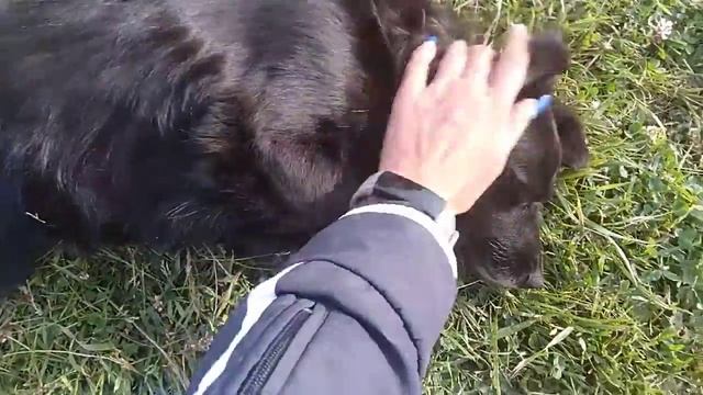 В полку зверей прибыло - с Кавказа на передержку приехала Катя. Да так и осталась у нас смотреть онлайн