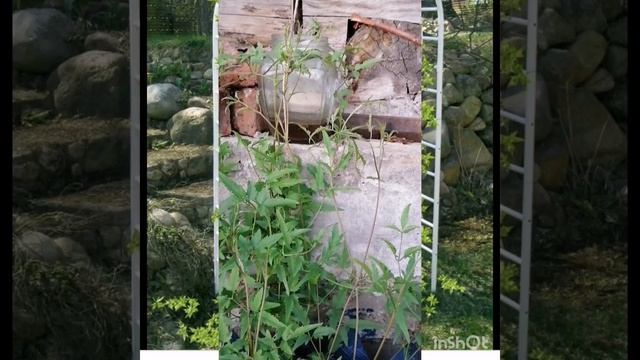 Вьюнок без названия?