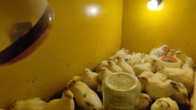 Перепелам 23 дні.  Склад комбікорму.