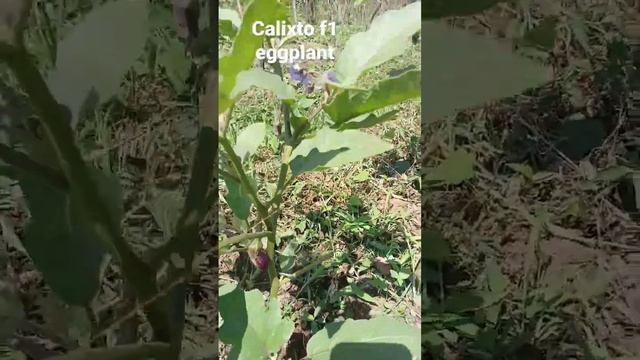 Calixto Eggplant Fruiting Stage.