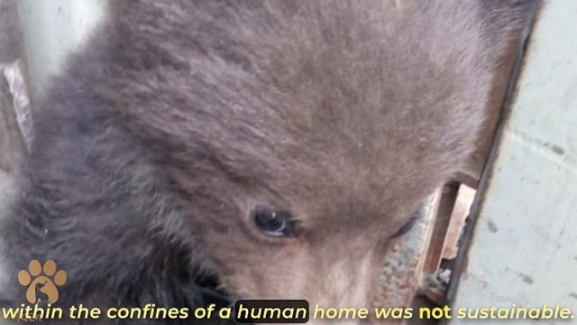 The Lost Bear Cub Cried with Fear, the Man Adopted Him and was Amazed When He Grew Up смотреть онлайн