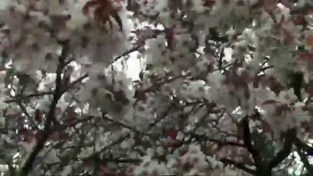 Цветет абрикос в апреле