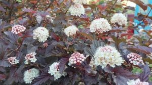 Любимый сорт пузыреплодника "Леди ин Рэд"🙂 Леди в красном 💃💃💃  в центре сада