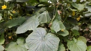 Переноспороз на огурцах. Как сним бороться