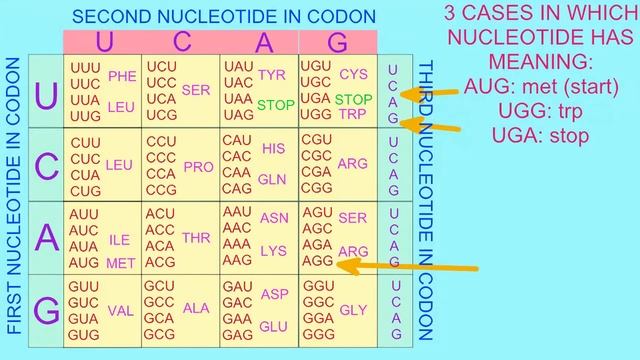 GENETIC CODE IS DEGENERATE смотреть онлайн