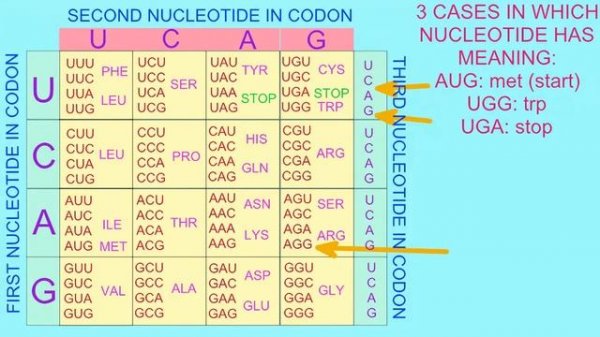 GENETIC CODE IS DEGENERATE