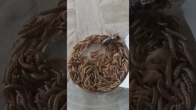Pilihan hidup Jangkrik Ini Adalah Memakan Atau DiMakan - Rantai Makanan смотреть онлайн
