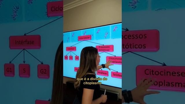 Fases Do Ciclo Celular