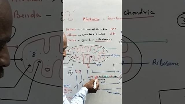 mitchondria смотреть онлайн