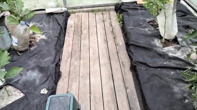 21июня24г.Как получить хороший урожай томатов на северо-западе? смотреть онлайн