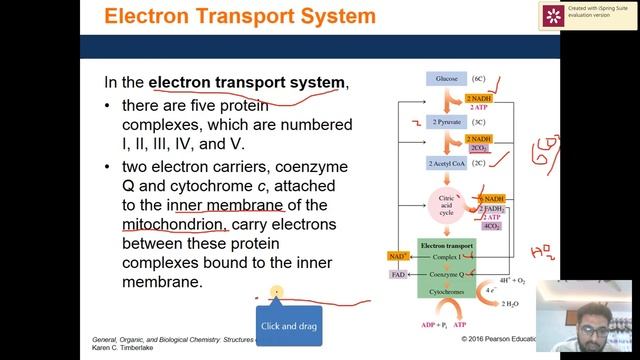 ELECTRON TRANSPORT SYSTEM смотреть онлайн