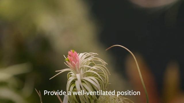 How to look after Air Plants | Grow at Home | Royal Horticultural Society смотреть онлайн
