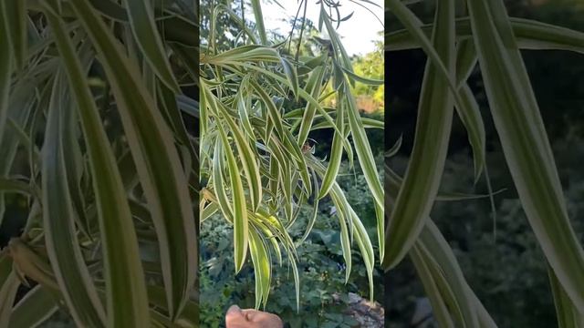 Каллизия мелколистная, хлорофитум и кашпо! смотреть онлайн