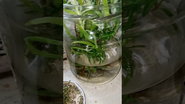 Лаванда плохо пускает корни (( листья и стебли пускаю на специи