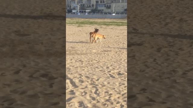 تزاوج مالينو بدكري مع كلبة مجحومة في شاطىء المحمدية التعليق لكم لخوت لي دخل يتابونا ويبارطجي