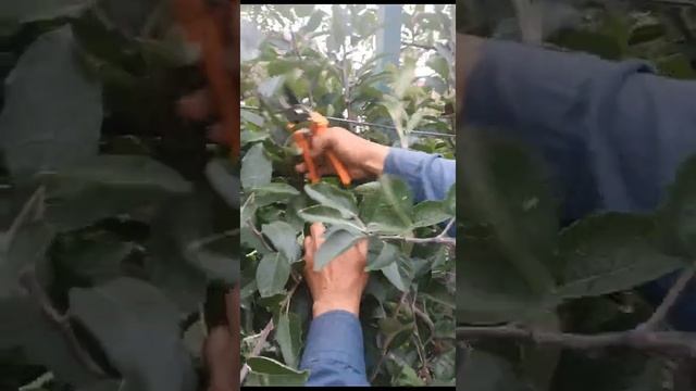 SUMMER PRUNING IN KASHMIR by Mohammad amin bhat 99066 27416 смотреть онлайн