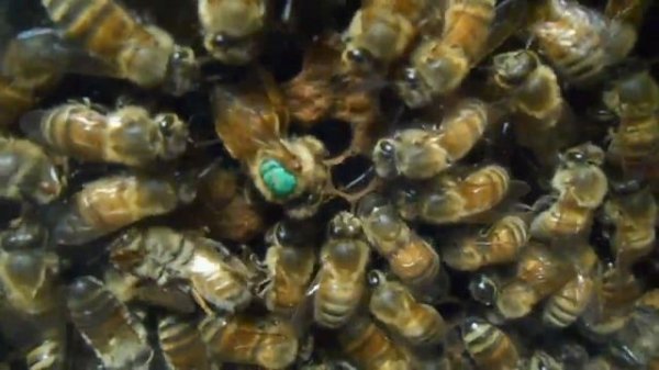 How Honey Bees Communicate Part 1 (Pheromones)