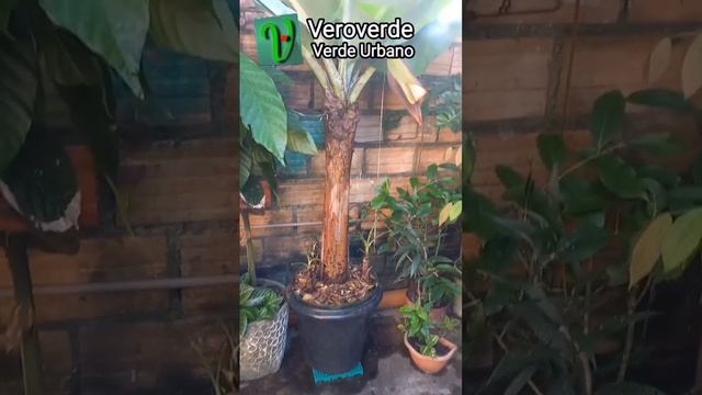 O CORAÇÃO ❤️  DA BANANEIRA