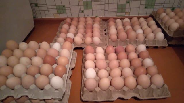 инкубацыя яиц от своих кур смотреть онлайн