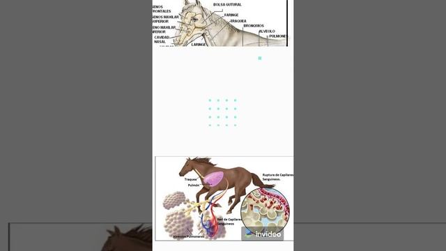 DATOS SOBRE EL SISTEMA RESPIRATORIO DEL CABALLO смотреть онлайн