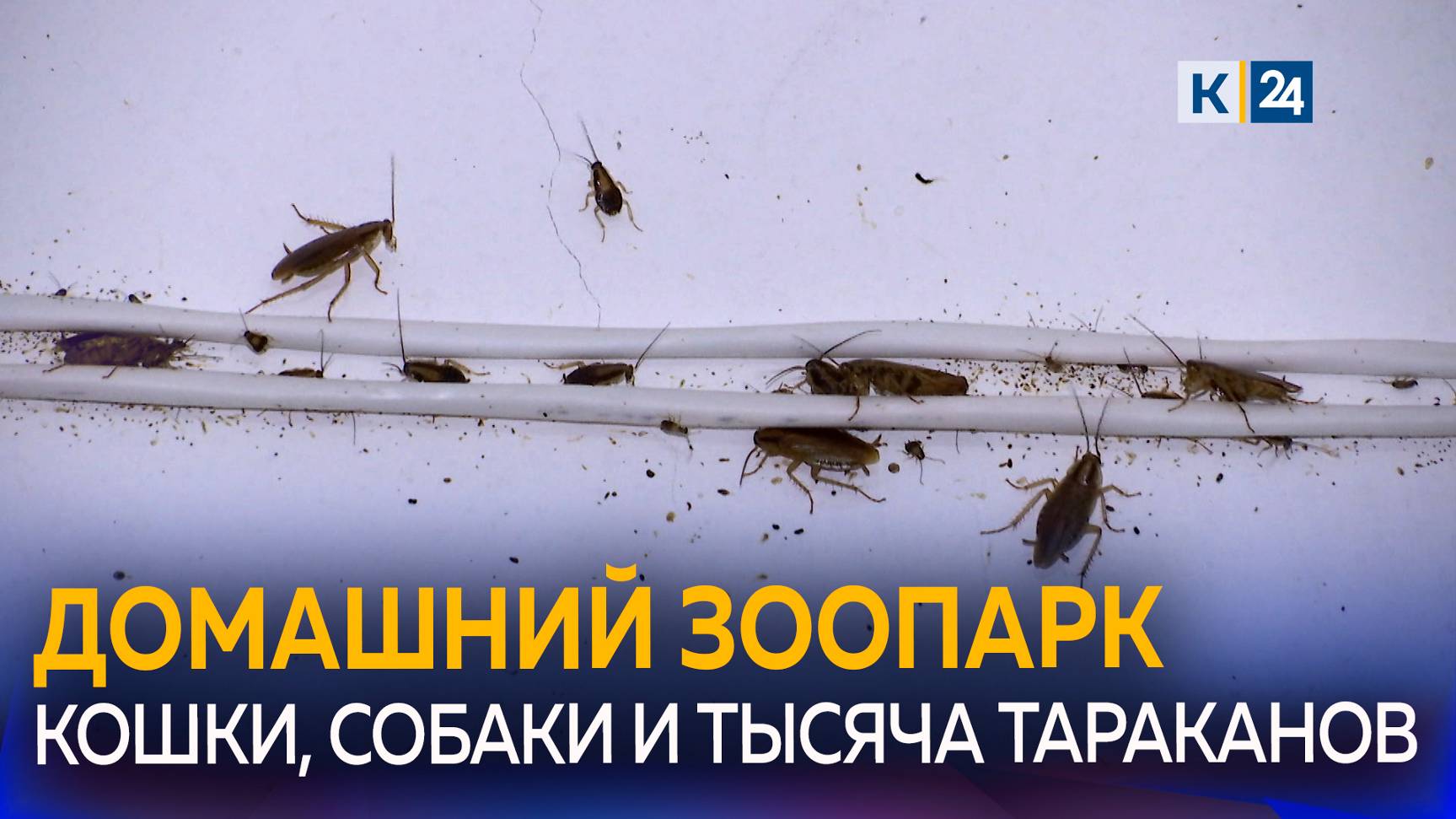 Полчища тараканов портят жизнь краснодарцам смотреть онлайн