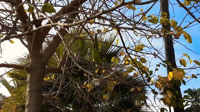 Попугай на пляже в Бенальмадене 2 декабря.