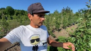 Чернеют листья на груше. Это бактериальный ожог или нет?