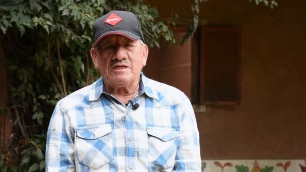 ¿Cuál es el consumo ideal de minerales en los caballos?