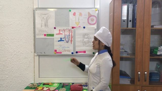 Анатомия. Несеп-жыныс жүйесі. Systema Urogenitale. Нефрон. Nephron.