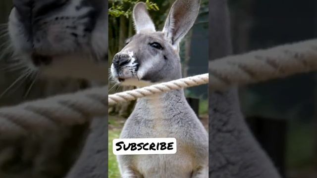Who wanna fight with me?😂😄💪😎😜 #soundofanimals #kangaroo смотреть онлайн